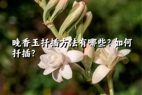 晚香玉扦插方法有哪些？如何扦插？