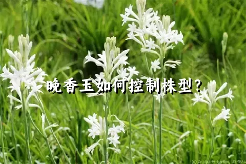 晚香玉如何控制株型？