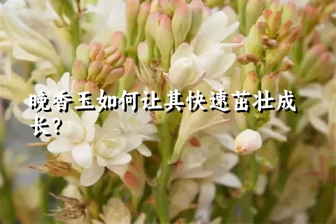 晚香玉如何让其快速茁壮成长？