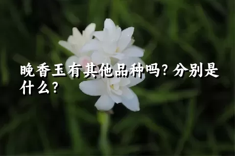 晚香玉有其他品种吗？分别是什么？