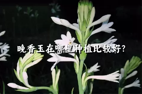 晚香玉在哪里种植比较好？