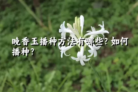 晚香玉播种方法有哪些？如何播种？