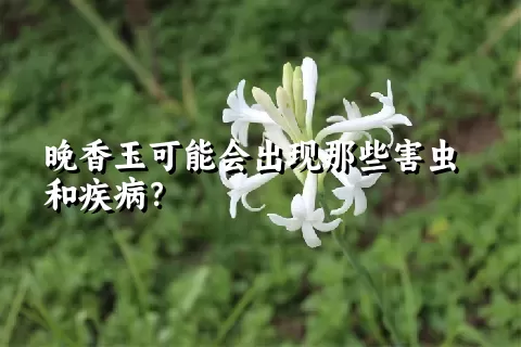 晚香玉可能会出现那些害虫和疾病？