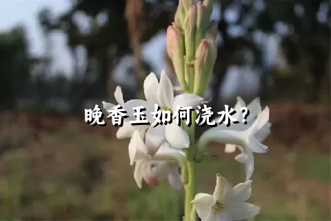 晚香玉如何浇水？