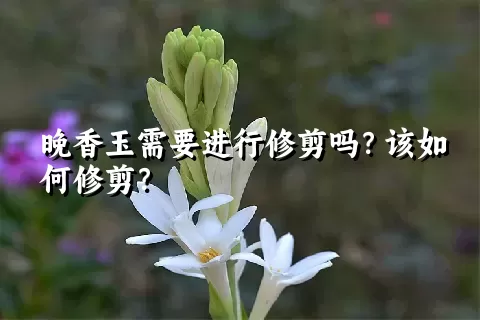 晚香玉需要进行修剪吗？该如何修剪？