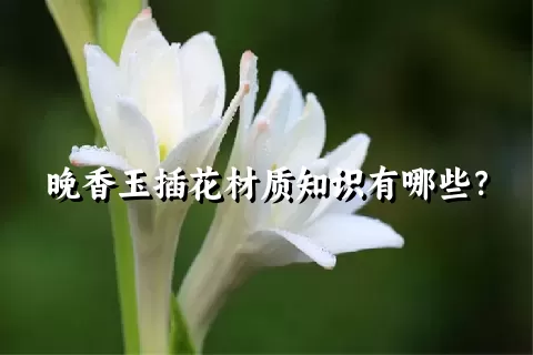 晚香玉插花材质知识有哪些？