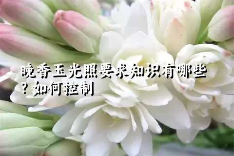 晚香玉光照要求知识有哪些？如何控制