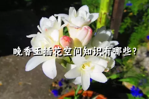 晚香玉插花空间知识有哪些？