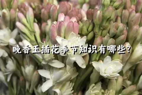 晚香玉插花季节知识有哪些？