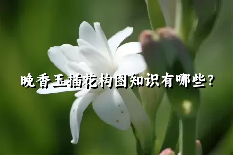 晚香玉插花构图知识有哪些？