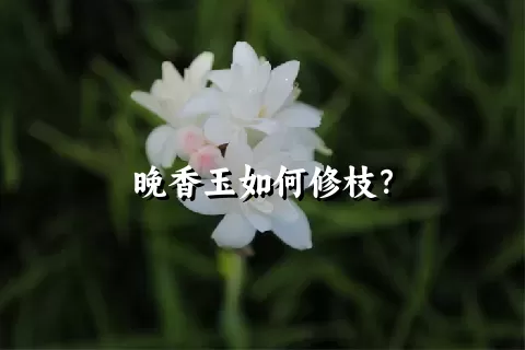 晚香玉如何修枝？