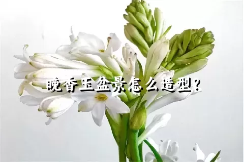 晚香玉盆景怎么造型？