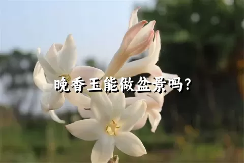 晚香玉能做盆景吗？