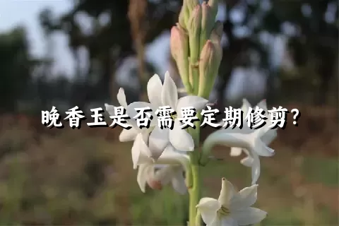 晚香玉是否需要定期修剪？