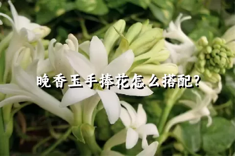 晚香玉手捧花怎么搭配？