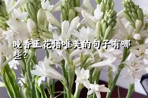 晚香玉花语唯美的句子有哪些？