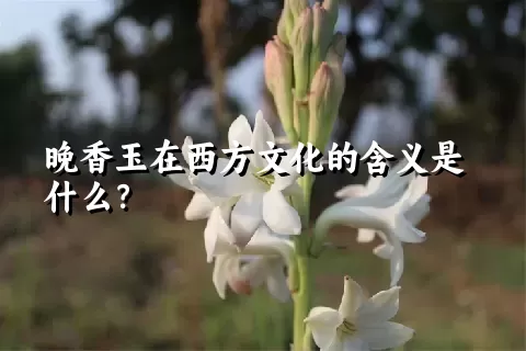 晚香玉在西方文化的含义是什么？