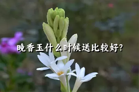 晚香玉什么时候送比较好？