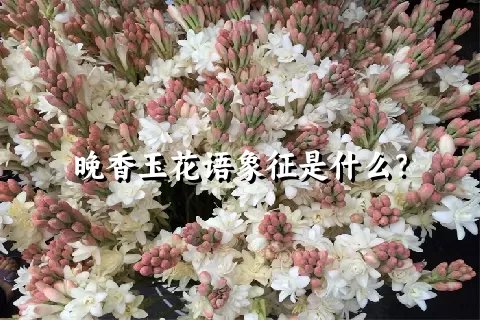 晚香玉花语象征是什么？