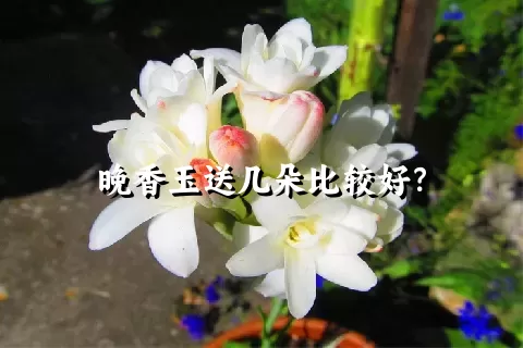 晚香玉送几朵比较好？