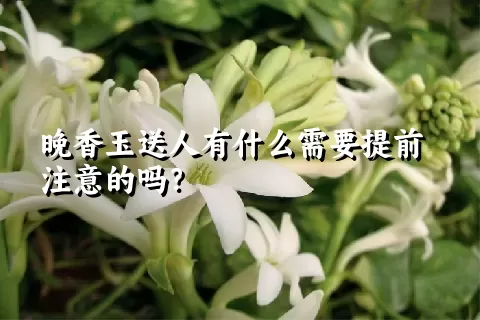 晚香玉送人有什么需要提前注意的吗？