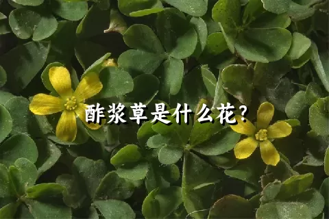 酢浆草是什么花？