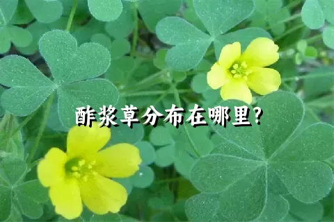 酢浆草分布在哪里?