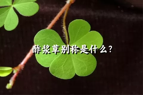 酢浆草别称是什么？