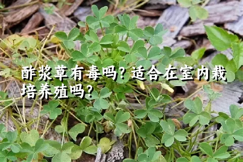 酢浆草有毒吗？适合在室内栽培养殖吗？