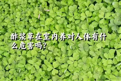 酢浆草在室内养对人体有什么危害吗？