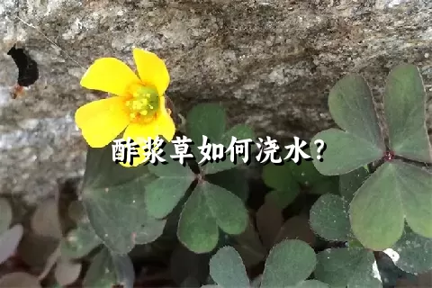 酢浆草如何浇水？