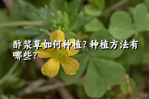 酢浆草如何种植？种植方法有哪些？