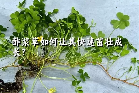 酢浆草如何让其快速茁壮成长？