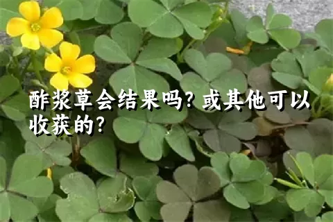 酢浆草会结果吗？或其他可以收获的？