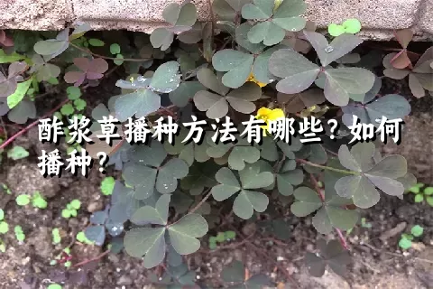 酢浆草播种方法有哪些？如何播种？