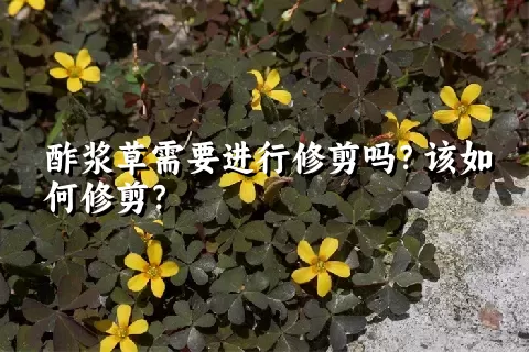 酢浆草需要进行修剪吗？该如何修剪？