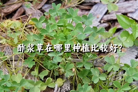 酢浆草在哪里种植比较好？