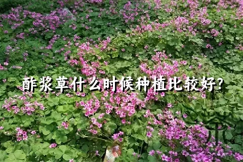 酢浆草什么时候种植比较好？