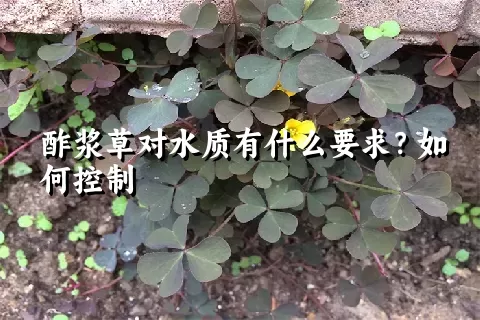 酢浆草对水质有什么要求？如何控制