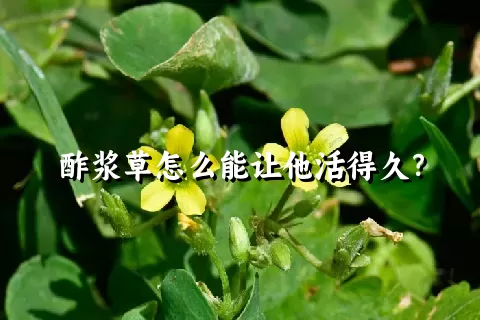 酢浆草怎么能让他活得久？