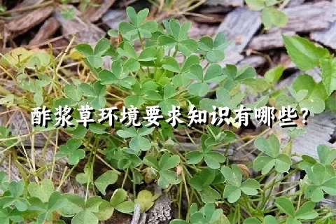 酢浆草环境要求知识有哪些？