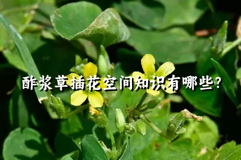 酢浆草插花空间知识有哪些？