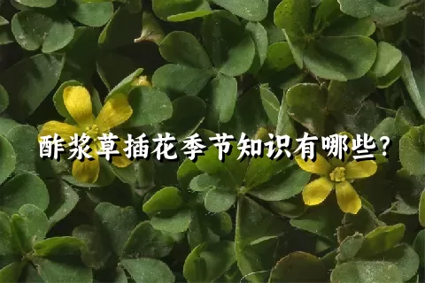 酢浆草插花季节知识有哪些？