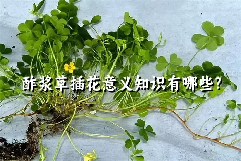 酢浆草插花意义知识有哪些？