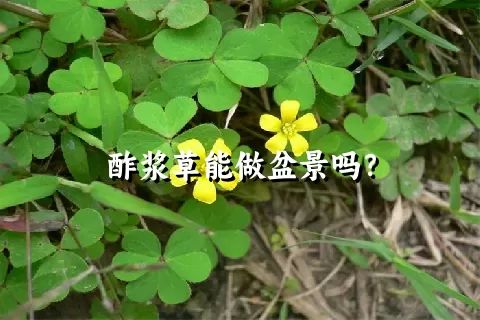 酢浆草能做盆景吗？