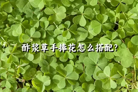 酢浆草手捧花怎么搭配？