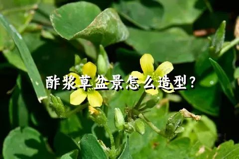 酢浆草盆景怎么造型？