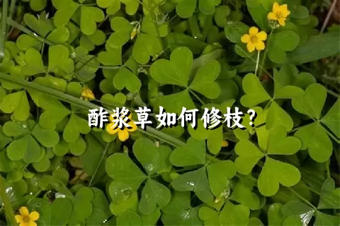 酢浆草如何修枝？