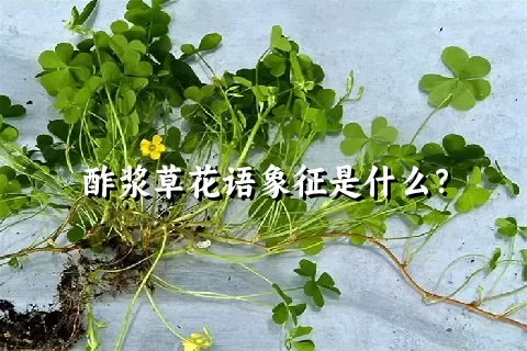 酢浆草花语象征是什么？