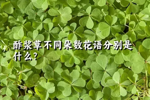 酢浆草不同朵数花语分别是什么？